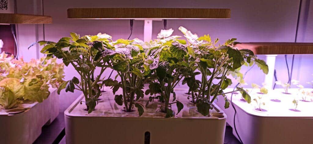 Hydroponisk odling vecka 2