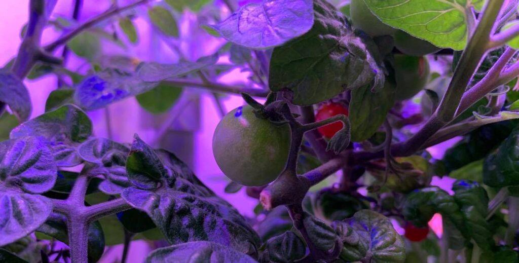 Hydroponisk odling av tomater i odlingslåda från RobotGarden